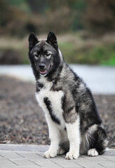 Gray husky puppy looks like a wolf