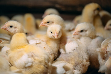 Broiler Chicken Chicks at the poultry farm.