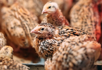 Quail Chicks in a cage on the farm.