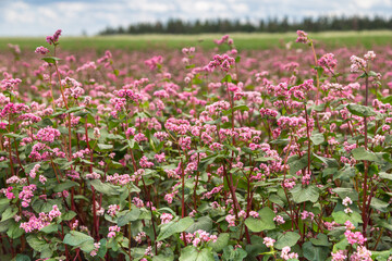 Red buckwheat flowers on the field. Buckwheat field on a summer sunny day. 