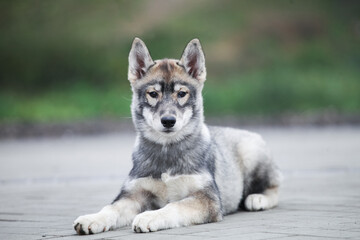 Gray husky puppy looks like a wolf