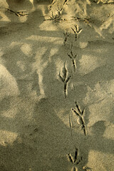 Huellas de ave sobre la arena.