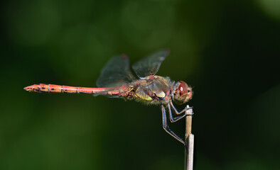 Close-up of a blood-red darter (Sympetrum sanguineum) sitting on a branch in front of a green background