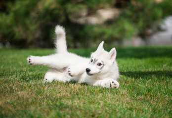 Fototapeta na wymiar Beautiful siberian husky puppy in the park