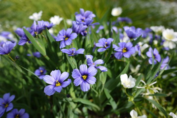 Sisyrinchium angustifolium (blue-eyed grass) is a large genus of annual to perennial flowering plants in the family Iridaceae. 
