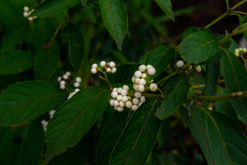 白式部 シロシキブ