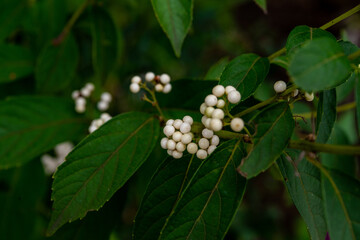 白式部 シロシキブ
