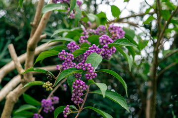 紫式部 ムラサキシキブ