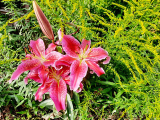 Oriental lily, flowering plant, behind it Canadian goldenrod (Silidago canadiensis) © etfoto