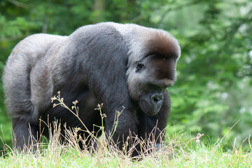 Mountain gorilla sitting on the grass on the background of green leaves © Roger Hagelstein1/Wirestock