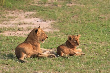 Obraz na płótnie Canvas lion cub with the mother resting, Murchison Falls National park, Uganda 
