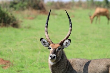 impala in the savannah