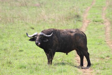 buffalo in the field