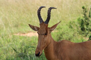 antelope in the wild, African hartebeest portrait