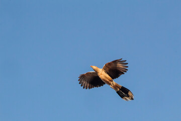 Anu-branco (rabo-de-palha, alma-de-gato, quiriru, pelincho, pipiriguá, piririguá, anum-branco, cigana, bird)