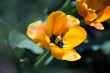 Obraz na płótnie Canvas Flower garden, a bunch of oranges tulips sitting on top of a flower