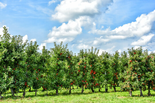 The absolute pride of the Betuwe, are the vast orchards, which are in bloom in the spring, with wonderfully fragrant blossoms and in the summer and autumn carry the tastiest fruit. Netherlands