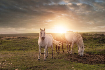 Pretty horses in a green field at sunset. Dark and moody atmosphere. Open field with the sun over horizon. Equine industry background