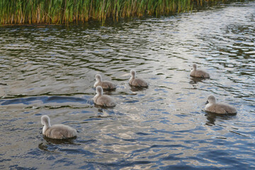 Six small cute cygnets in a water of a lake. Big family concept and new generation