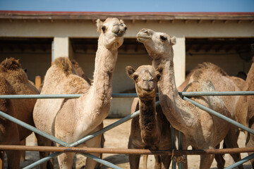 groups of camels