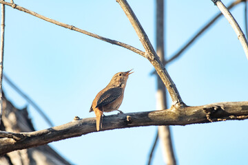 House Wren Perched In Tree, typical Brazilian bird (Troglodytes musculus). It´s known as 
