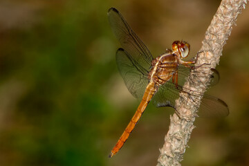 Libélula (tira-olhos, libelinha, lavadeira, jacinta, dragon-fly)
