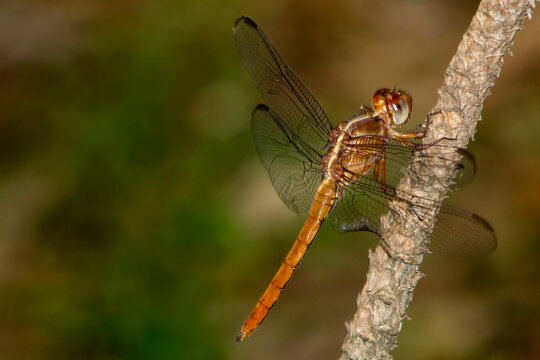 Lib&eacute;lula (tira-olhos, libelinha, lavadeira, jacinta, dragon-fly)