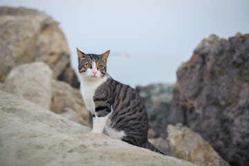 cat on the rocks