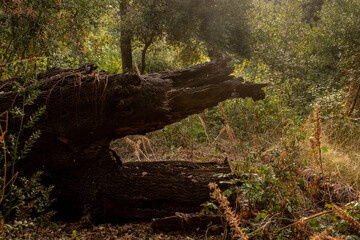coccodrillo di legno nel bosco