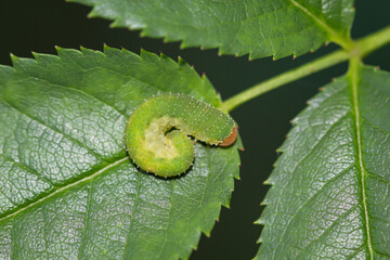 Portrait, Nahaufnahme einer Schmetterlingsraupe an einer Pflanze.
