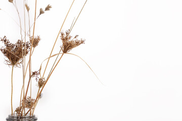Dried flowers composition on white background. Minimalist style. Copy space
