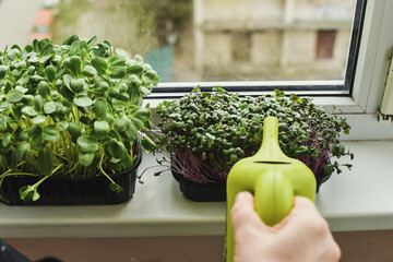 Watering fresh micro greens sprouts on the balcony. Healthy food, indoor gardening concept. Selective focus.