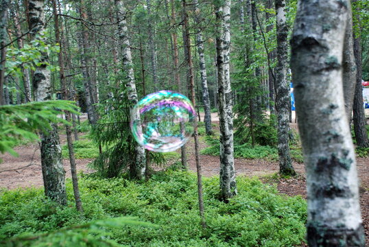 Big soap bubble in the forest. At the edge of the forest, a large soap bubble is flying against the background of trunks and green branches of trees. The shell shimmers in different colors and shades