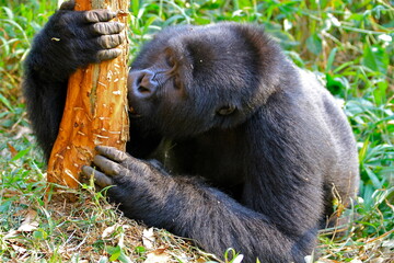 Mountain gorilla eating tree skin in Bwindi impenetrable forest National park, Uganda  © Soldo76