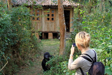 Beautiful blonde girl photographing a mountain gorilla in Bwindi impenetrable forest National park,...