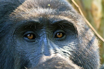 Mountain gorilla face portrait, Bwindi impenetrable forest, Uganda