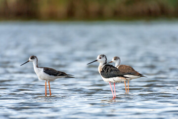 Fototapeta premium Bird Black-winged Stilt Himantopus himantopus. Young bird close up