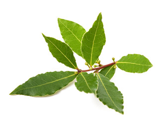 Laurel branch with berries and leaves