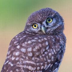 Portrait little owl is with her head turned. Athene noctua