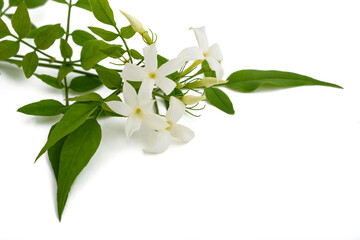 Jasmine plant with flowers