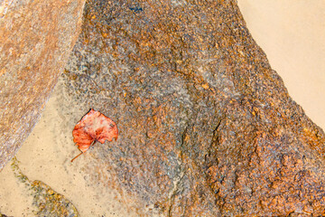 folha laranja do outono em pedra areia da praia