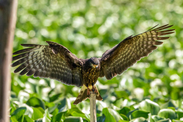 The snail kite (Rostrhamus sociabilis) sunbathing