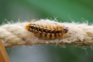 Eine Nahaufnahme einer Raupe des Goldafters beim einspinnen.
