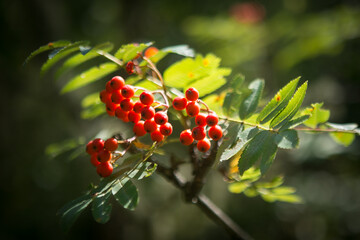 Berries on rowan tree.
