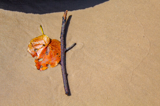 graveto e folha laranja do outono em areia da praia