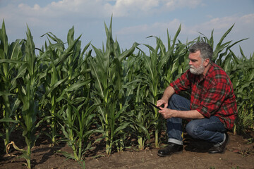 Farmer or agronomist  inspecting quality of corn plants in field and typing to tablet computer