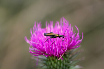 Ein glänzender bräunlicher Käfer sitzt auf einer Mariendistel.
