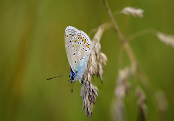 Ein Bläuling, ein Schmetterling an einer Pflanze auf einer Wiese.
