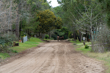 Cabalgando por Carilo
