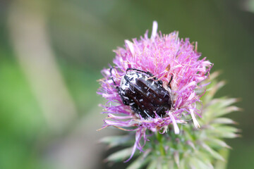 Ein Trauerrosenkäfer auf einer Distel auf einer Wiese.